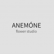 Anemone flower studio