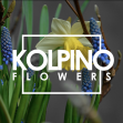 KOLPINO FLOWERS (Цветы 24 часа)